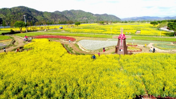 '창녕남지유채꽃단지' 전경. 사진=경남 창녕군