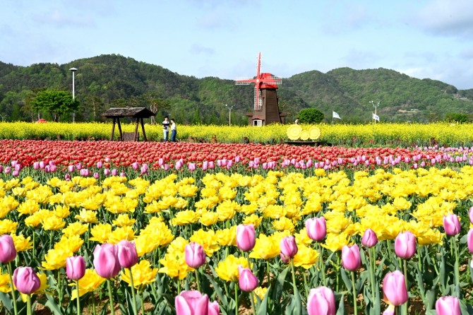 '창녕남지유채꽃단지' 전경. 사진=경남 창녕군