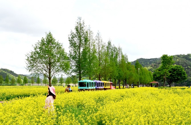 '창녕남지유채꽃단지' 전경. 사진=경남 창녕군