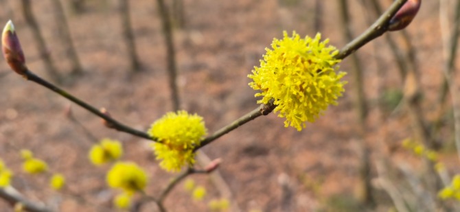 망월사의 봄 / 백승훈 시인