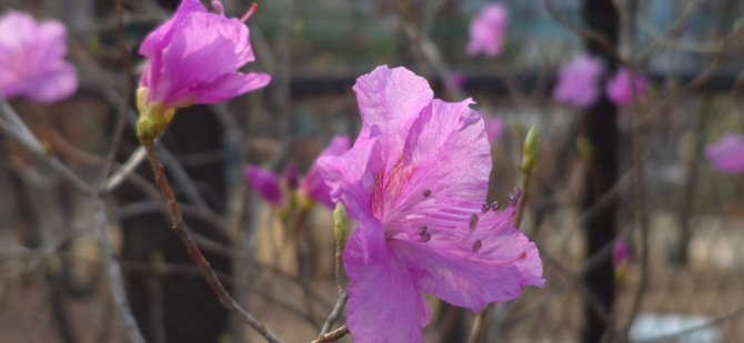 망월사의 봄 / 백승훈 시인