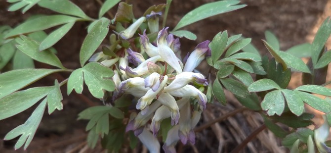 망월사의 봄 / 백승훈 시인