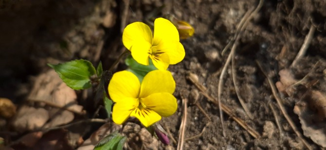 망월사의 봄 / 백승훈 시인