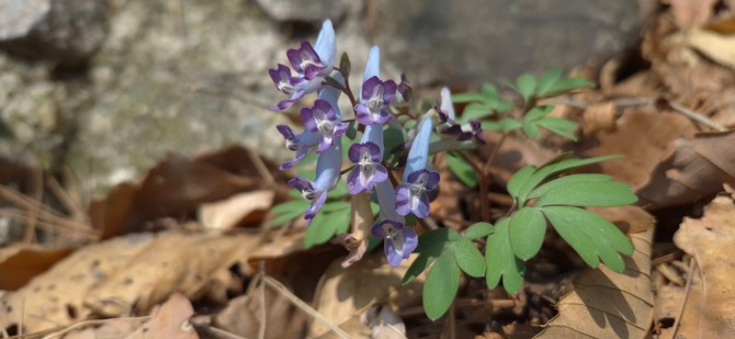 망월사의 봄 / 백승훈 시인