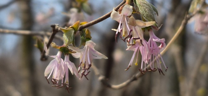 망월사의 봄 / 백승훈 시인