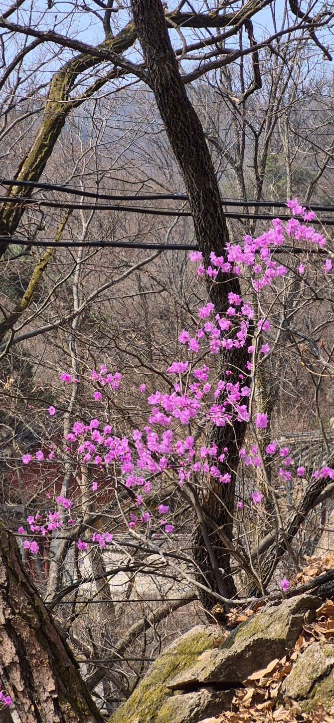 망월사의 봄 / 백승훈 시인