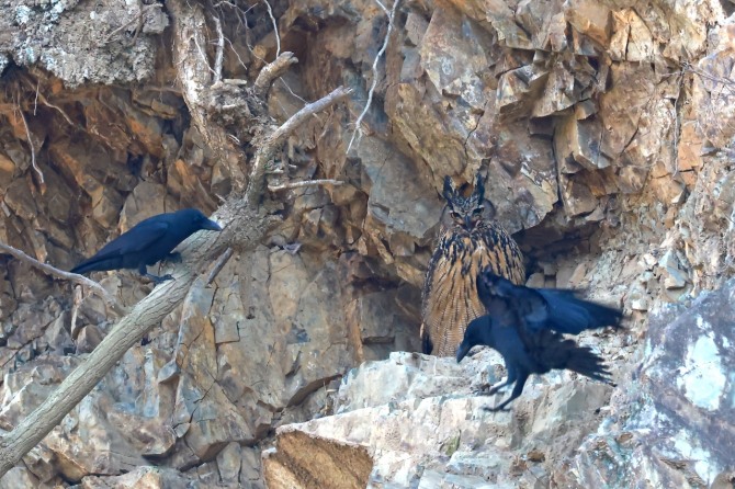 까마귀가 수리부엉이를 둘러싸고 위협하는 ‘모빙(mobbing)’ 행동. 사진=윤기득 사진작가