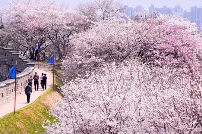 수원화성 동장대에서 동북각루로 내려오는 성곽길에 벚꽃이 활짝 피어 있다. 사진=수원특례시