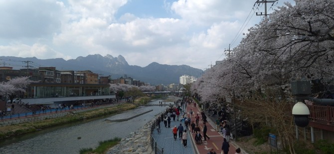 벚꽃 엔딩 / 백승훈 시인