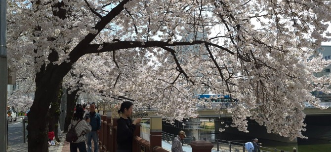 벚꽃 엔딩 / 백승훈 시인