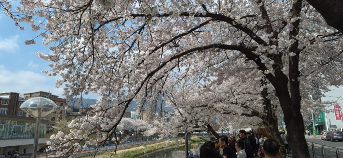 벚꽃 엔딩 / 백승훈 시인