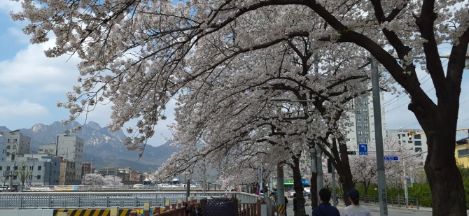 벚꽃 엔딩 / 백승훈 시인
