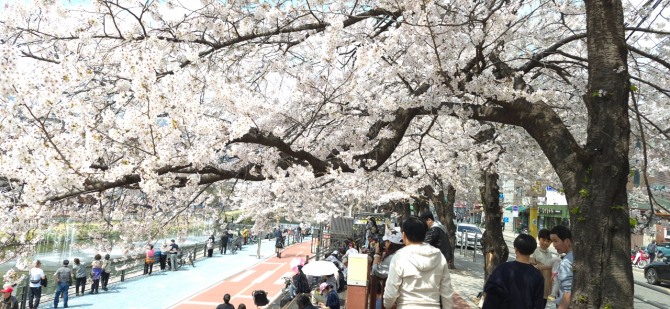 벚꽃 엔딩 / 백승훈 시인