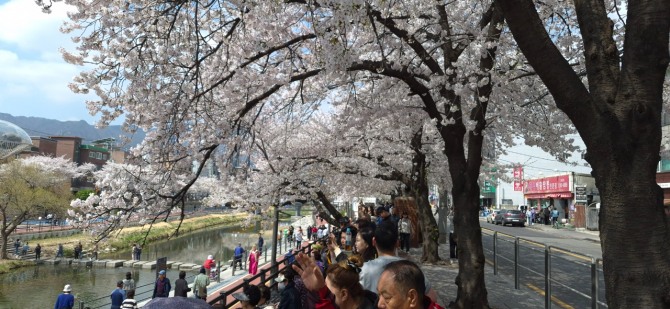 벚꽃 엔딩 / 백승훈 시인