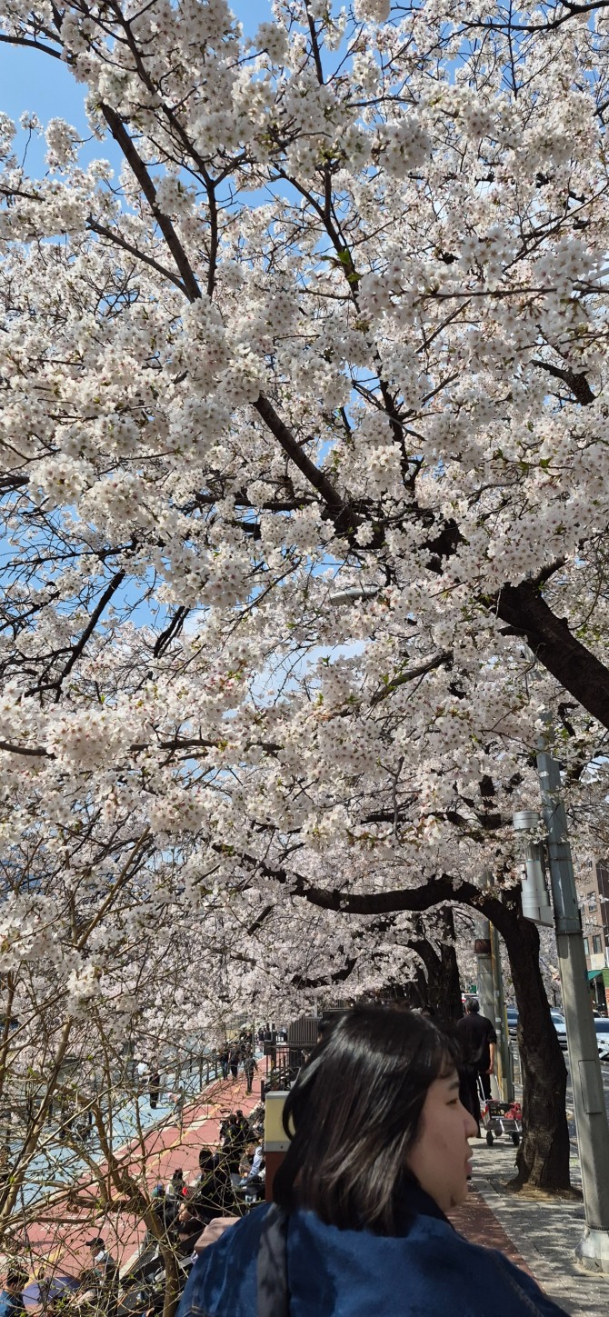 벚꽃 엔딩 / 백승훈 시인