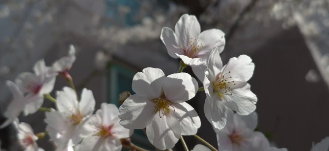 벚꽃 엔딩 / 백승훈 시인