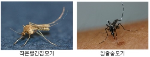 일본뇌염을 매개하는 작은빨간집모기(왼쪽)와 지카바이러스·뎅기열 등을 옮기는 흰줄숲모기 비교 사진. 사진=질병관리청
