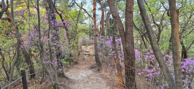 진달래능선의 봄 / 백승훈 시인