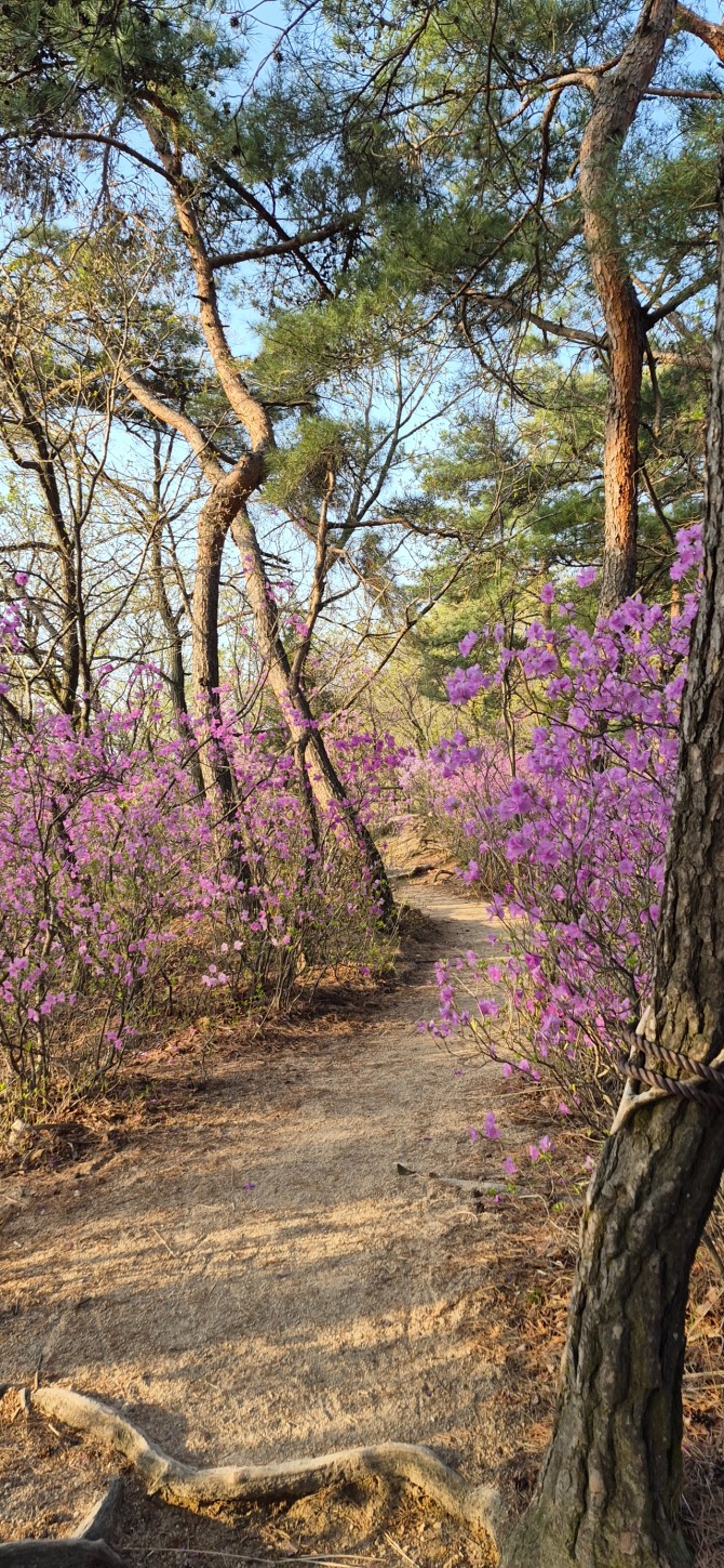 진달래능선의 봄 / 백승훈 시인