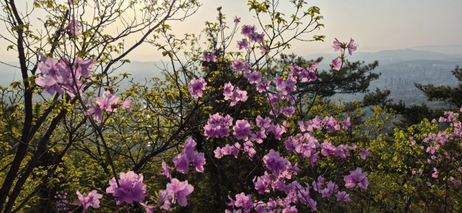 진달래능선의 봄 / 백승훈 시인