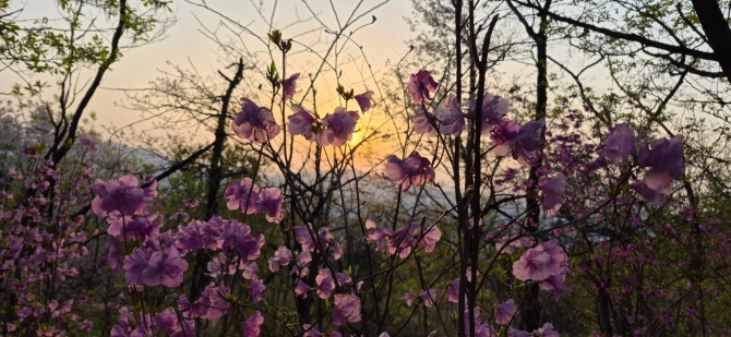 진달래능선의 봄 / 백승훈 시인