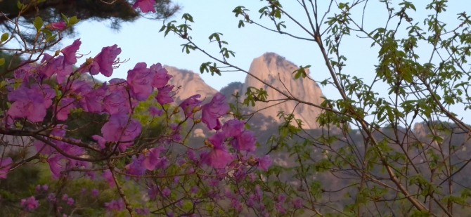 진달래능선의 봄 / 백승훈 시인