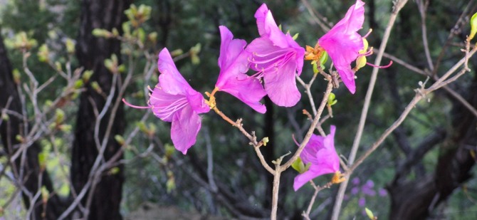 진달래능선의 봄 / 백승훈 시인