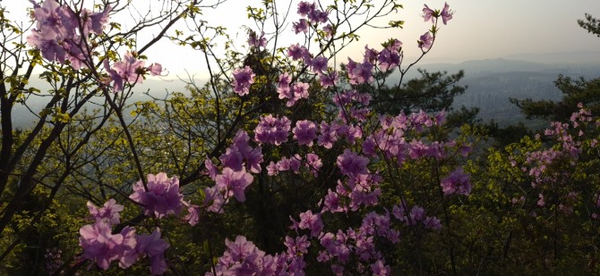 진달래능선의 봄 / 백승훈 시인
