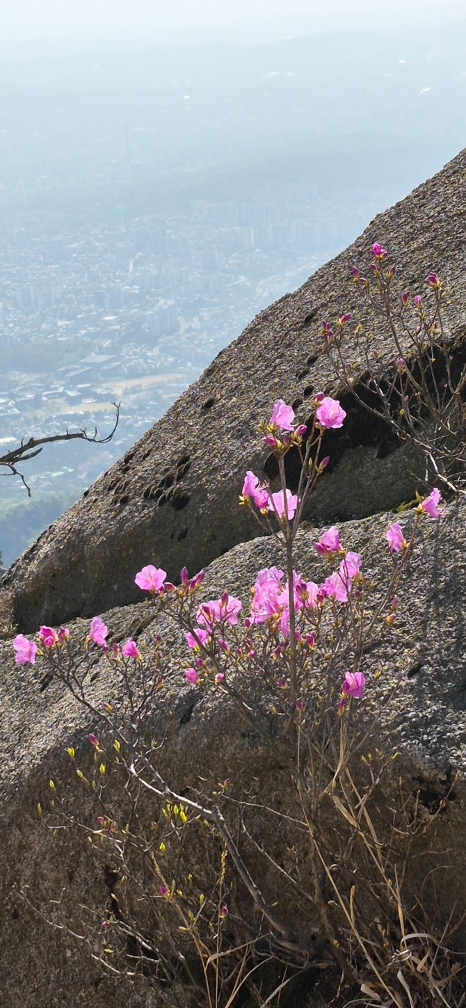 진달래능선의 봄 / 백승훈 시인