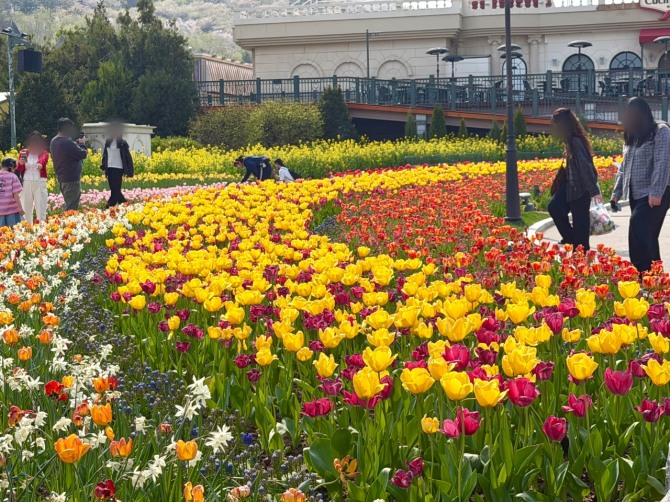 관람객들이 만발한 튤립을 구경하고 있다. 사진=황효주 기자