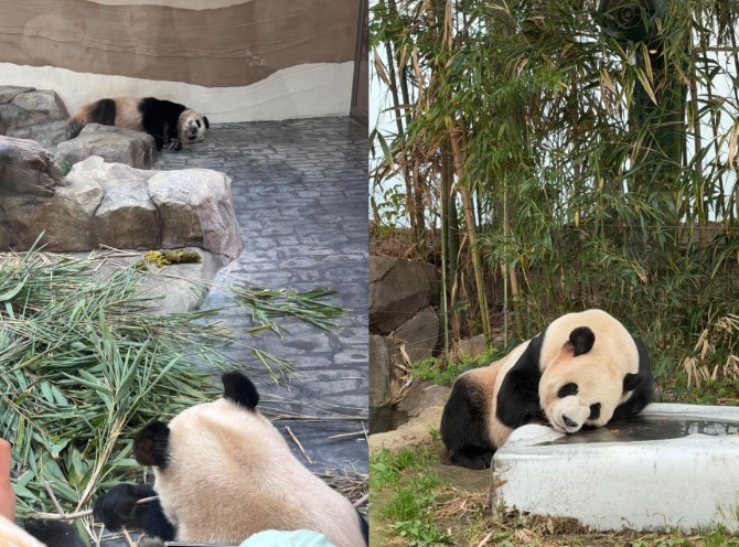 왼쪽부터 쌍둥이 판다 루이바오·후이바오, 러바오. 사진=황효주 기자