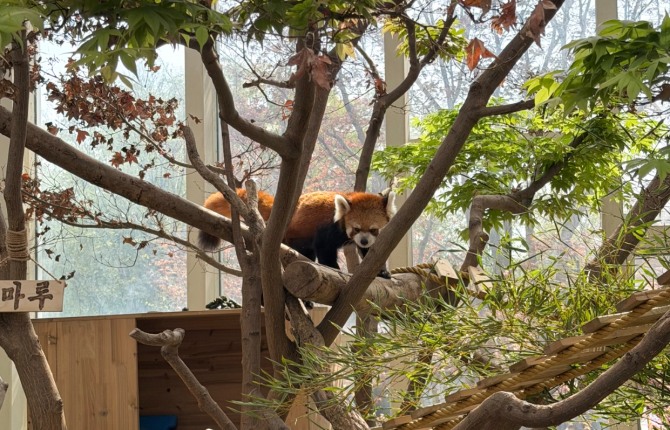 렛서 판다가 나무를 오르고 있다. 사진=황효주 기자