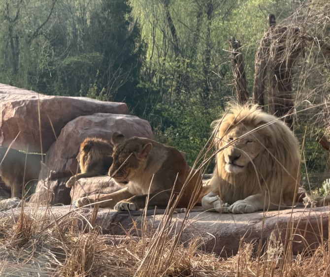 사자들이 쉬고있다. 사진=황효주 기자