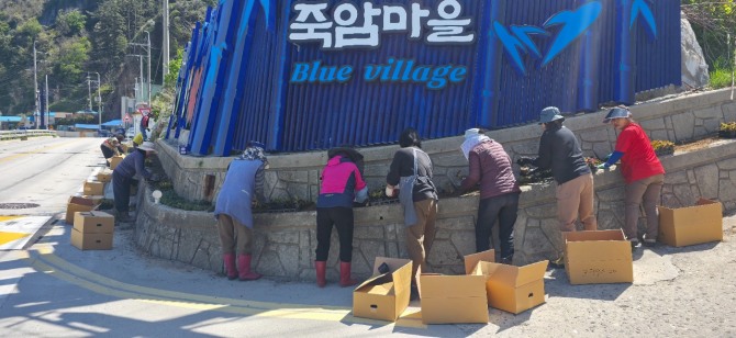 죽암마을 주민들이 자발적으로 참여한 꽃길 조성 작업을 통해 마을 입구를 아름답게 단장하며 지역공동체의 따뜻한 정을 보여주고 있다.사진=조성출기자