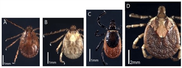 중증열성혈소판감소증후군(SFTS)을 매개하는 참진드기 종류.  작은소피참진드기(왼쪽부터), 개피참진드기, 일본참진드기, 뭉뚝참진드기.  사진= 질병관리청 
