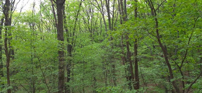 신록 속을 걷다 / 백승훈 시인