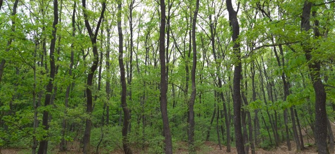 신록 속을 걷다 / 백승훈 시인
