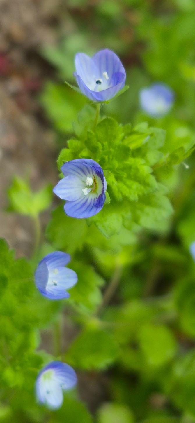 신록 속을 걷다 / 백승훈 시인