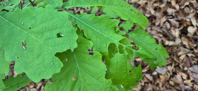 신록 속을 걷다 / 백승훈 시인