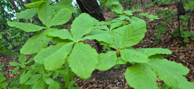 신록 속을 걷다 / 백승훈 시인