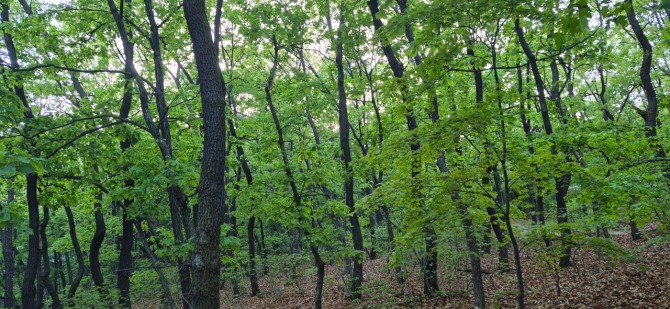 신록 속을 걷다 / 백승훈 시인