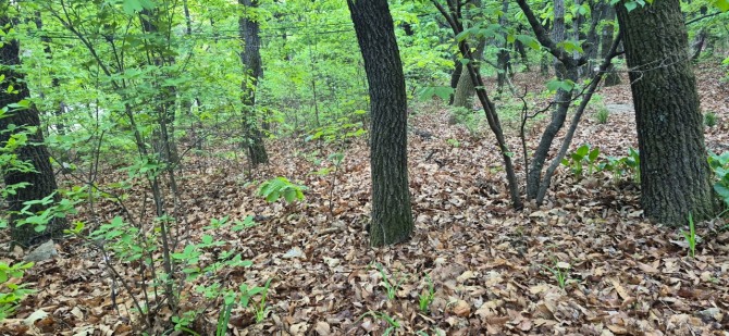 신록 속을 걷다 / 백승훈 시인