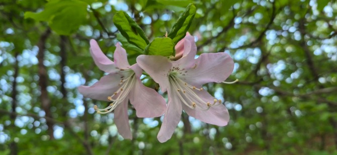 신록 속을 걷다 / 백승훈 시인