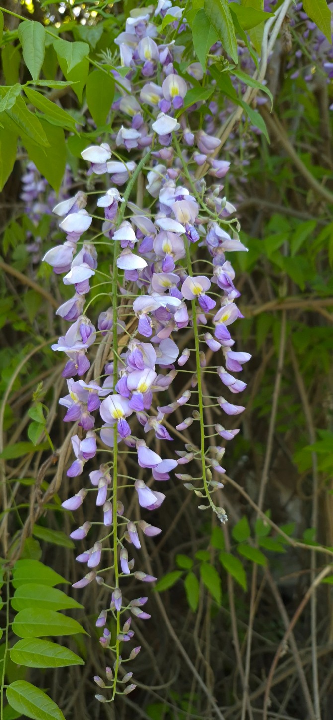 등꽃을 보며 / 백승훈 시인