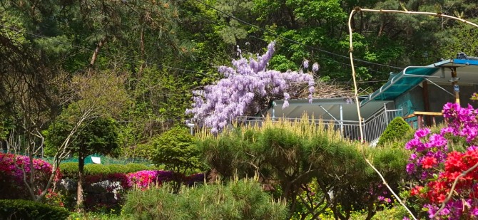 등꽃을 보며 / 백승훈 시인