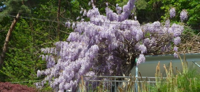 등꽃을 보며 / 백승훈 시인