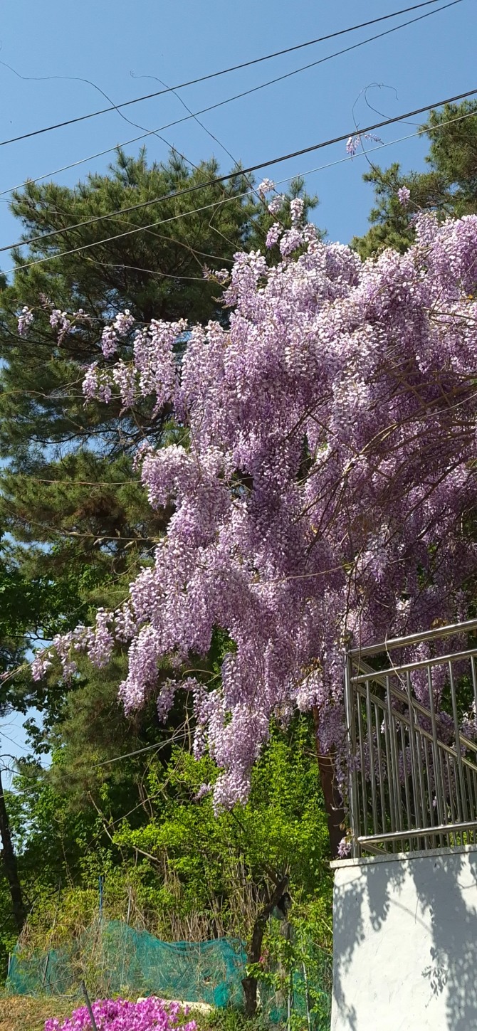 등꽃을 보며 / 백승훈 시인