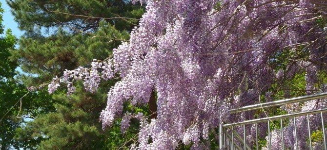 등꽃을 보며 / 백승훈 시인