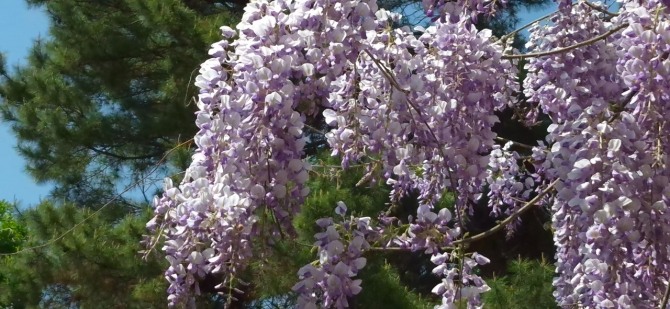 등꽃을 보며 / 백승훈 시인