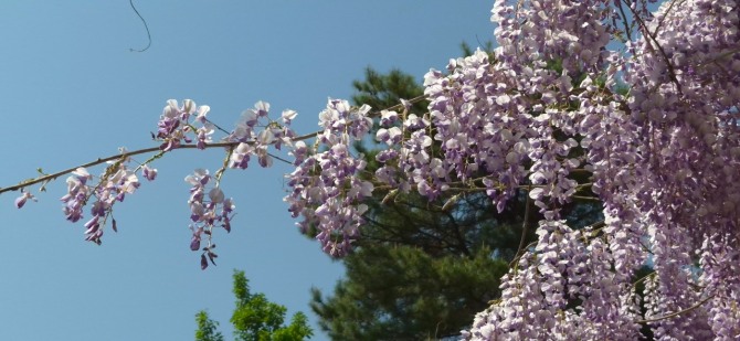 등꽃을 보며 / 백승훈 시인